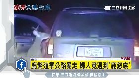 撞鹿被尋仇G1200