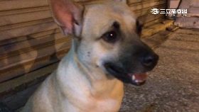 農藥毒死狗g2400