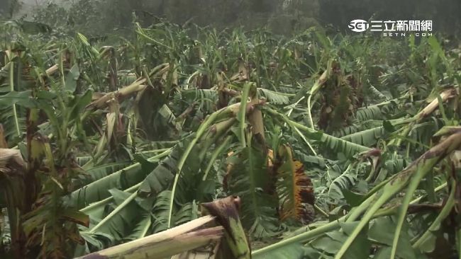 颱風後農損嚴重　他分享故事鼓勵農夫