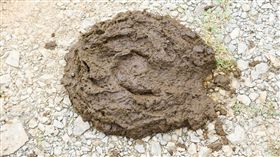 屎尿,大便,拉肚子（圖／shutterstock／達志影像）