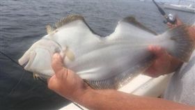 比目魚。（圖／翻攝自NJ.com）

http://www.nj.com/monmouth/index.ssf/2016/09/fluke_missing_half_its_mid-section_reeled_in_repor.html