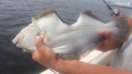 超強生命力　魚被咬一口竟還能繼續游