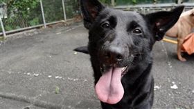 收容所-臉書貓狗同樂會-https://www.facebook.com/tsaca/videos/1267370233275169/