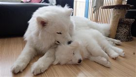 狗-Dalton The Silly Samoyed臉書-https://www.facebook.com/samoyed.dalton/videos/983485175095671/