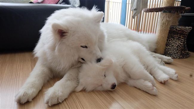 媽媽棒打白貓　薩摩耶犬急護駕