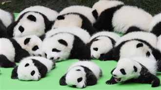 新生貓熊寶寶23隻　排排坐成都亮相