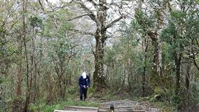 太平山森林遊樂區  10月1日恢復開園
宜蘭太平山國家森林遊樂區日前遭颱風梅姬侵襲，經整修後將在10月1日恢復開園，預定在10月中旬轉成金黃的台灣山毛櫸群，這次安然度過風災侵襲，只有約1成的葉子被強風吹落。（林務局提供）
中央社記者沈如峰宜蘭縣傳真  105年9月30日