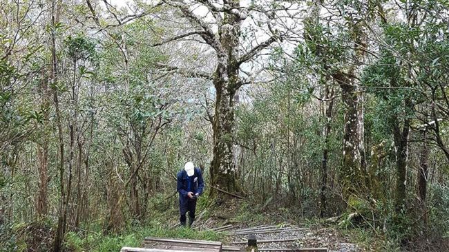 太平山森林遊樂區　明日恢復開園