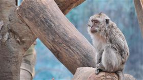 新竹市立動物園,猴子（圖／友好動物系列活動（新竹動物園）臉書）