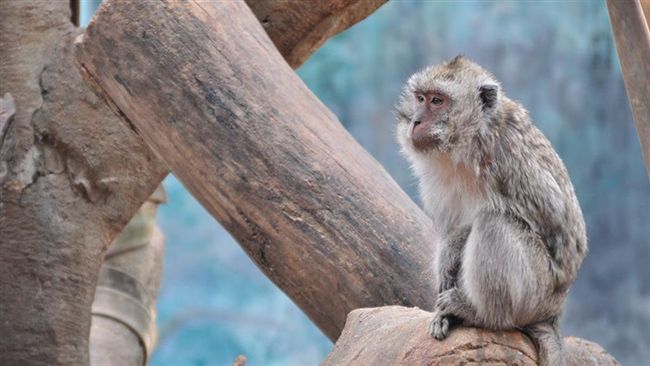 歡慶80週年！新竹動物園辦回顧展