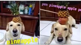 拉拉也來《PPAP》
