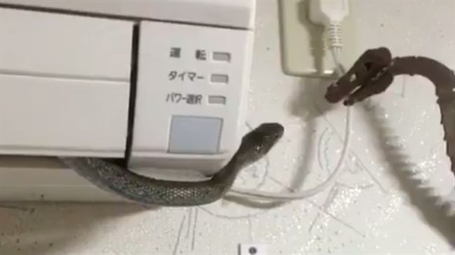 新功能？冷氣出風口竟鑽出纖細小蛇