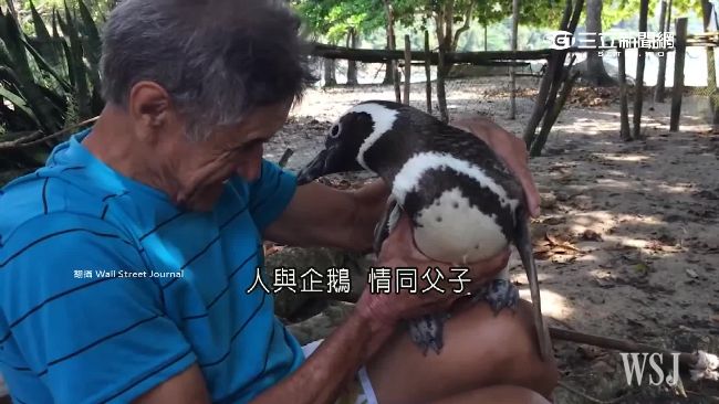 泳渡8千公里報恩！企鵝連5年探恩人
