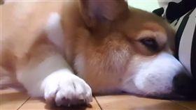 柯基「胖胖」跳ＰＰＡＰ。（圖／翻攝自胖胖的成長日記臉書）－https://www.facebook.com/CorgiPanpandiary/