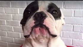 法鬥求收花。（圖／翻攝自臉書）－https://www.facebook.com/FrenchButa/