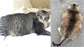 貓,https://www.facebook.com/SilverFoxInn/