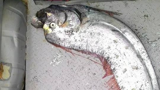 花蓮現超大地震魚　網友憂大地震來襲