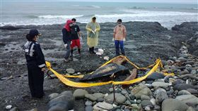 行政院海岸巡防署東部地區巡防局1日說，凌晨0時接獲民報案，在壽豐鄉鹽寮海邊發現一隻鯨豚擱淺，到場後發現侏儒抹香鯨有多處撕裂傷且無生命跡象，聯繫中華鯨豚協會協助。
（八三岸巡大隊提供）中央社記者李先鳳傳真　105年10月1日 16:9