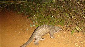 穿山甲
https://www.flickr.com/photos/wildlifealliance/9452433304/in/photolist-fphc71-fphbYU-fp2W7r-fp2VT8-bisnrv-borQcx-bzdfNF-bmdsZc-fPQBEB-aJL6Xt-brcacR-fPPZVg-4Dyku-fp2VHr-bLwNde-JeETqX-fp2VAZ-fp2War-fp2VFF-bW7jaE-6675ZU-bhu5VR-6GE2wq-anqp6q-anqs2u-bCcfXt-8Ldg6f-bphnk3-cRzxMY-ooEHRp-aCkWir-anntx4-bj7qhZ-dSrc8W-brBBpP-9xiPdG-9xfPGX-bn1Tfj-annBJX-9xiRwf-9xiNeQ-wmpdfr-bpZKjS-anqpFG-biqCYB-dqrpWk-aeF2y-bCXqFR-aDb9qb-bCyiBR