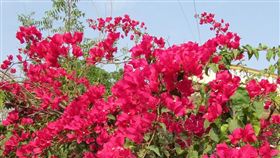 民宅,台電,違法佔地,建商,電線桿,九重葛
(pixabay https://goo.gl/ZSzyVV)