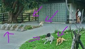 觀音山野狗攻擊8歲兒與7旬阿嬤。（圖／取自爆料公社）