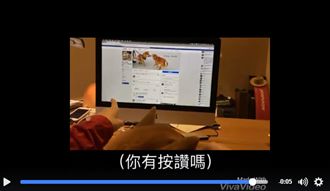 萌柴犬變「人類」　主人卻累翻躺平