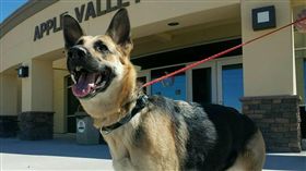 狗,汪星人,寵物,忠心,收容所,逃跑
(Apple Valley Animal Shelter臉書：https://goo.gl/FSA5Wr)