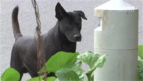 -流浪狗-（新北觀音山）