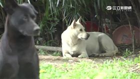 -流浪狗-（新北觀音山）