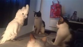 白毛鸚鵡模仿貓叫聲，逼真到連喵星人都聽呆。（圖／翻攝自DailyPicksandFlicks YouTube）
