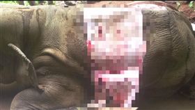  大象,象皮,盜獵/動物之家FB