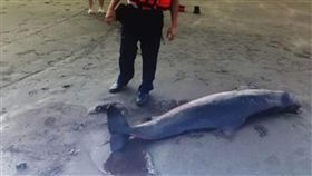 海巡署岸巡23大隊4日上午接獲通報，觀音海水浴場發現1頭長約2米的侏儒抹香鯨，已經死亡，大隊人員前往了解處理，等候鯨豚協會抵達處理後續。（岸巡23大隊提供）
中央社記者卞金峰傳真  105年10月4日 16:9