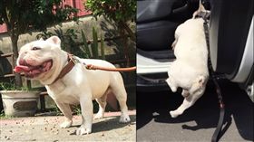 法鬥,控肉 圖/翻攝自法國鬥牛犬-控肉&鼻康臉書