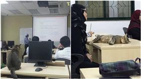 貓咪、國際伊斯蘭大學／twitter