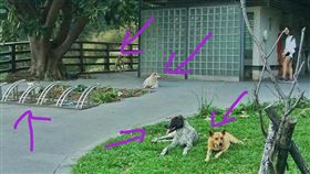 遭觀音山野狗攻擊。（圖／取自爆料公社）