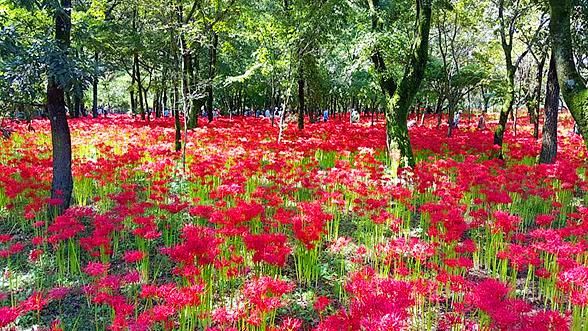 豔紅日本　精選四大秋季彼岸花景點