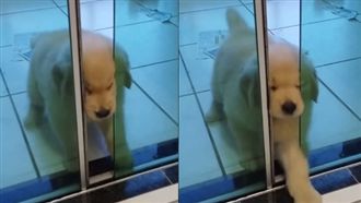 門開一個縫　黃金獵犬寶寶狂擠臉變皺