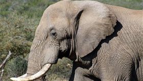 -大象-▲圖／攝影者flowcomm flickr CC License－https://www.flickr.com/photos/flowcomm/14129968951/