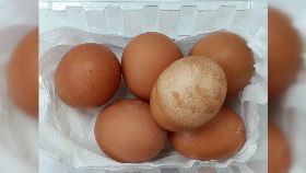 土雞蛋褪色1200