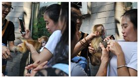 ▲小猴襲胸女遊客。（圖／翻攝自中國青年網）
http://news.youth.cn/sh/201610/t20161004_8715958_3.htm
