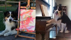超級生活好夥伴！狗狗Secret跳舞、畫畫全難不倒牠。資料來源my_aussie_gal　Instagram