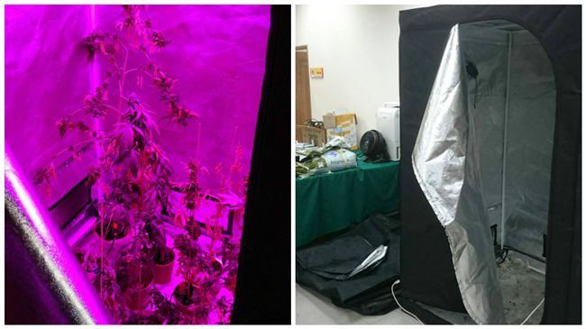 稱患「睡眠障礙」　竟培育大麻治病！