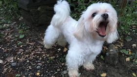 寵物,狗,瑪爾濟斯,毛小孩,／記者高靜瑤攝影