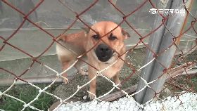 被狗追毒狗1200.