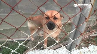 被狗追慘摔車　婦疑丟「毒雞腳」復仇