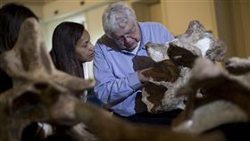 巴西最大恐龍「Austroposeidon magnificus」的化石（圖／美聯社／達志影像）