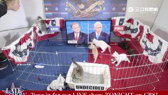 美副總統辯論沒人理　觀眾是「貓咪」