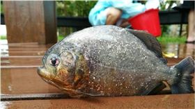 台大,醉月湖,食人魚 圖／翻攝自PTT
