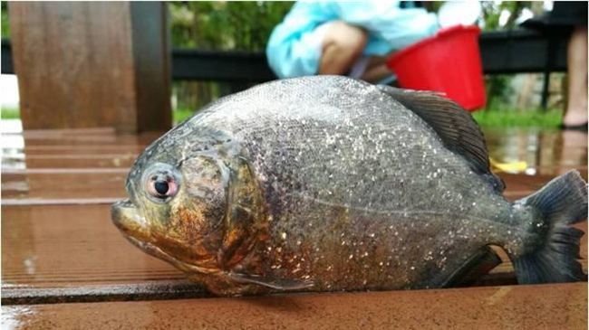 民眾放生惹禍？台大醉月湖驚現食人魚