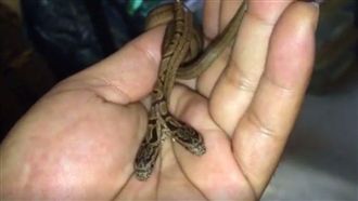 罕見雙頭蛇現身日本　成「鎮店之寶」